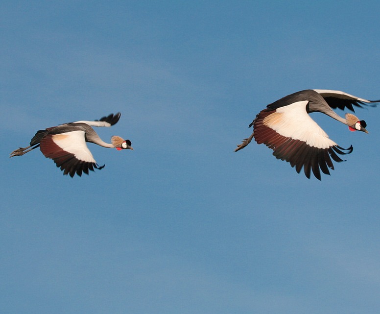 08 Days Ngorongoro Safari to lake Natron