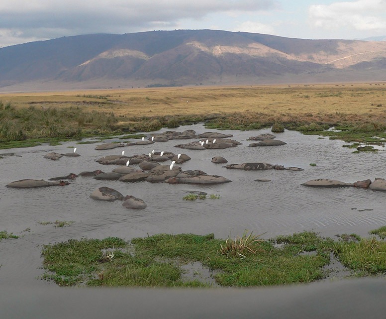 day tour to ngorongoro crater