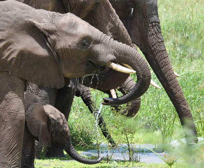 day tour to tarangire national park