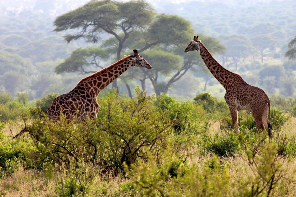Giraffe close to the Camp