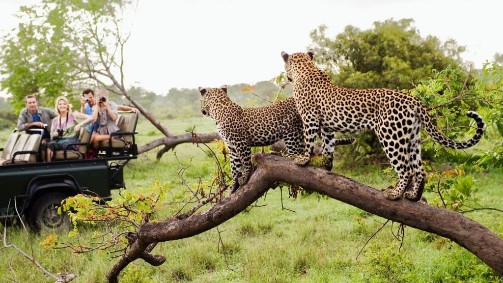 kruger national park
