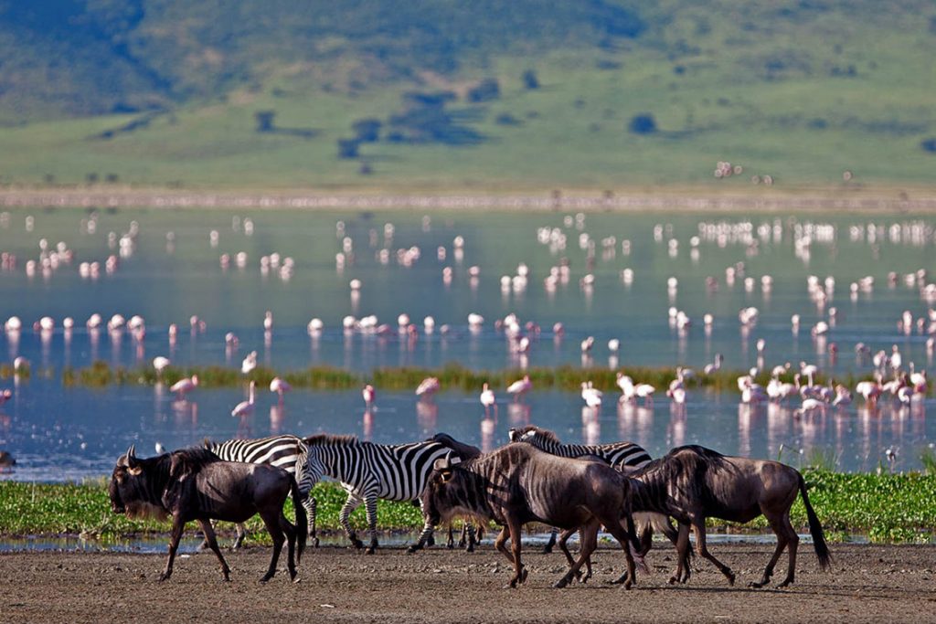 lake manyara safari