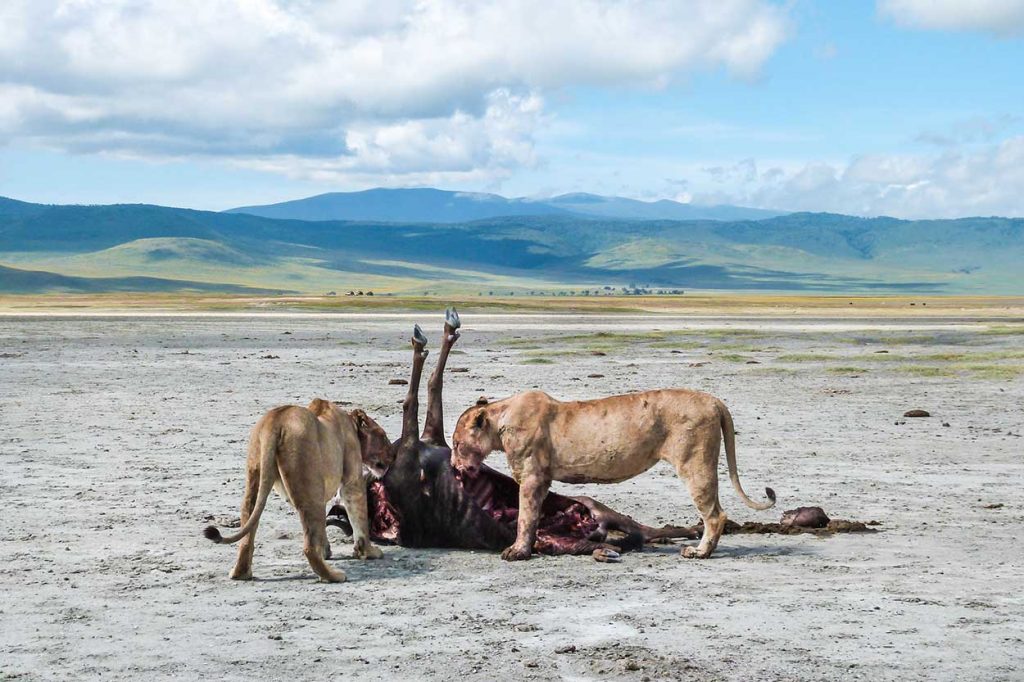 lion kill in Ngorongoro Crater