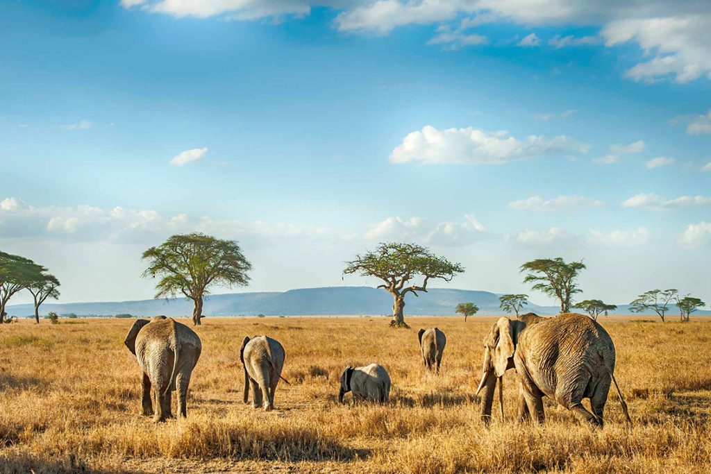 Serengeti Big five Safari