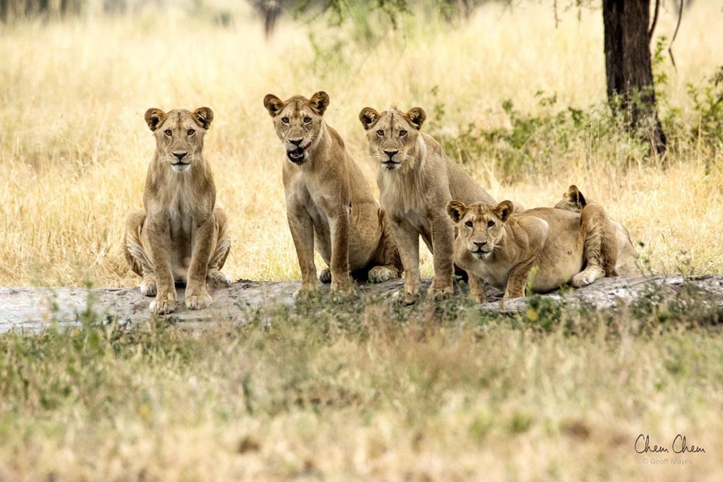 Big five safari in tanzania