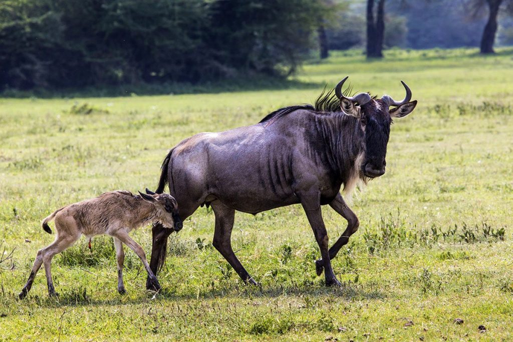 Wildebeest Calving Safari
