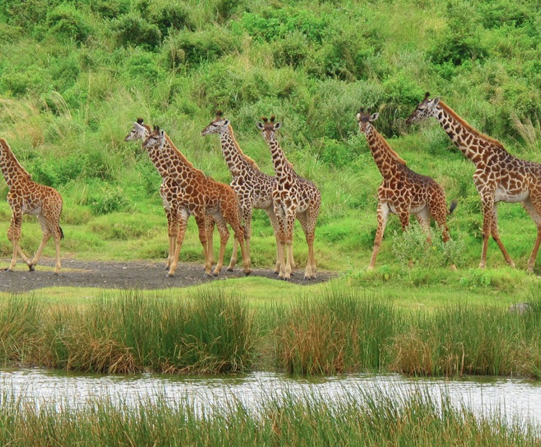 Arusha National Park, Day Trip