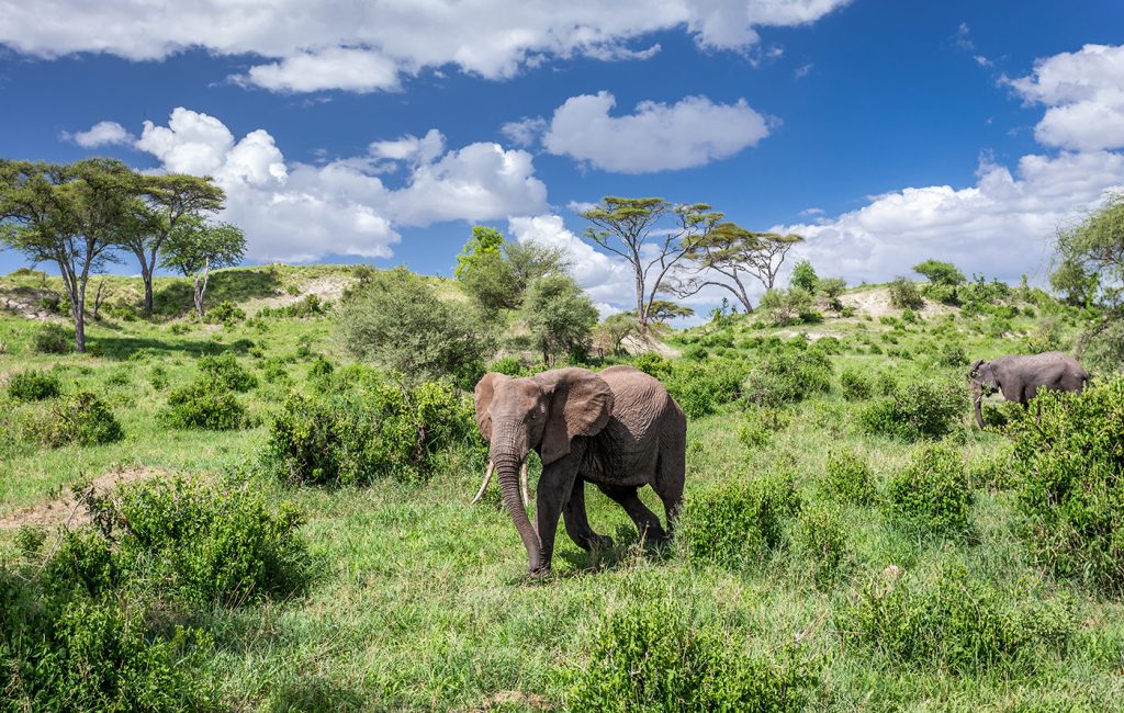 Elephants herds in Tarangire National Park