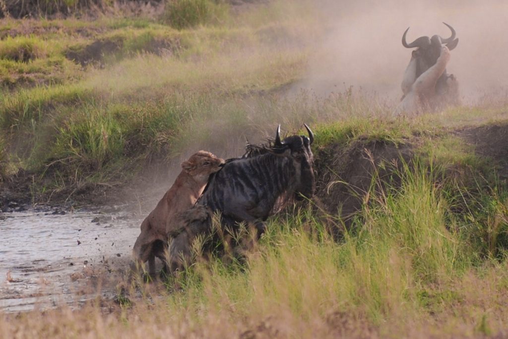 flying serengeti safari