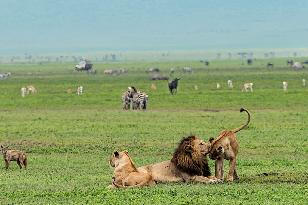 ngorongoro safari