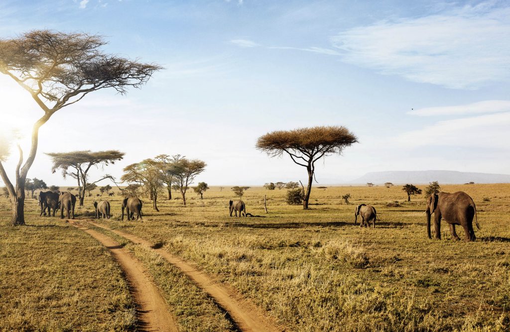 Serengeti and ngorongoro safari