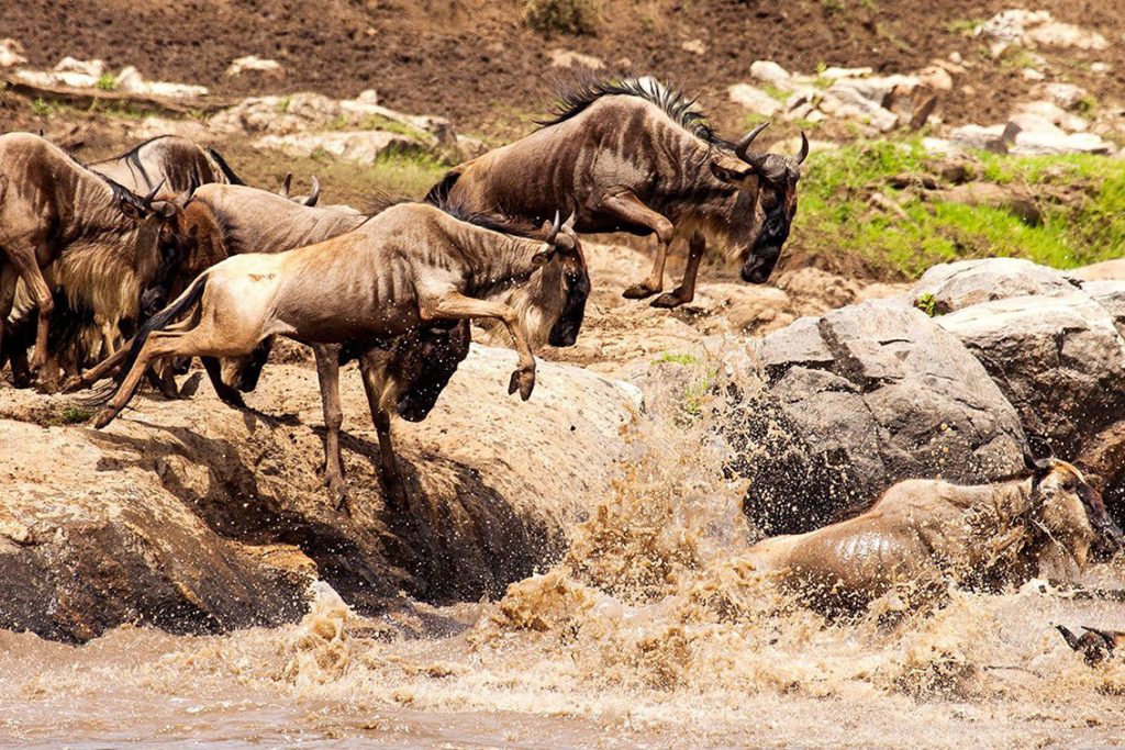 Wildebeest Crossing Safari