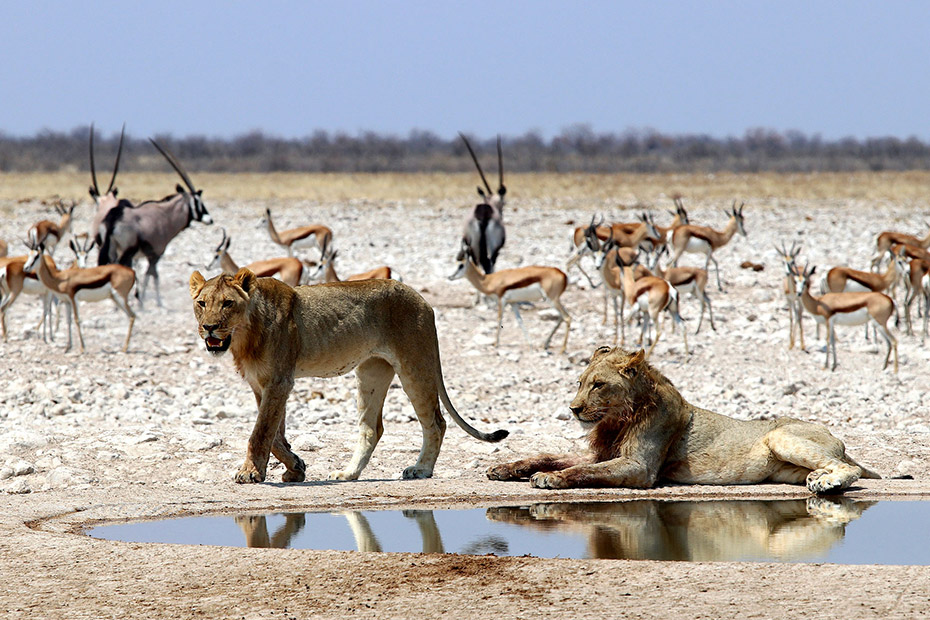 Namibia Safari Tours