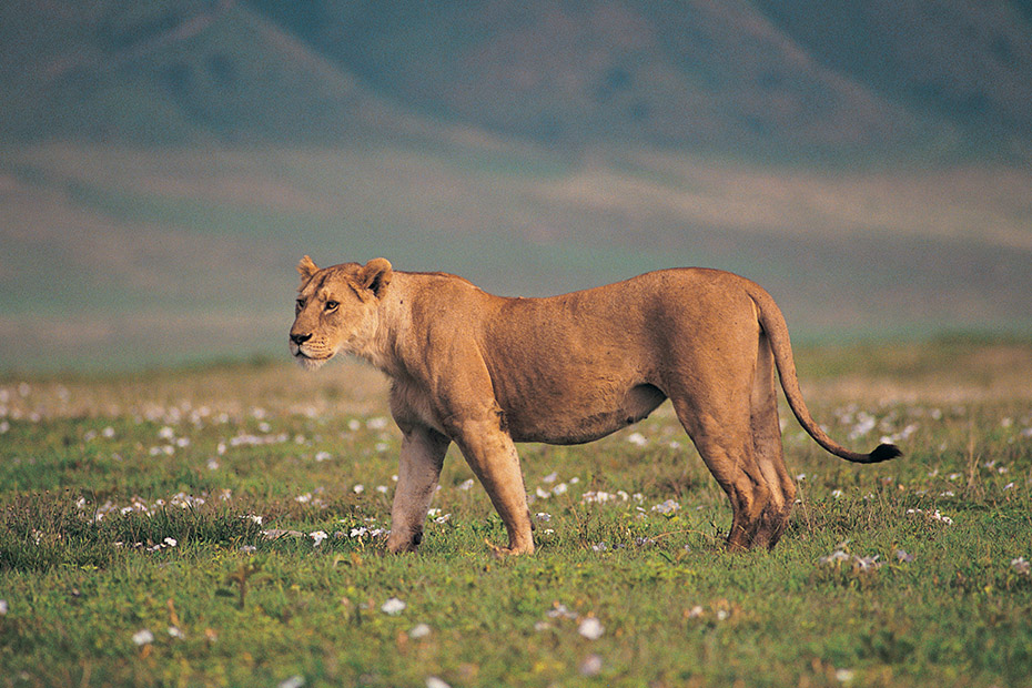 Day Tour in Ngorongoro Crater