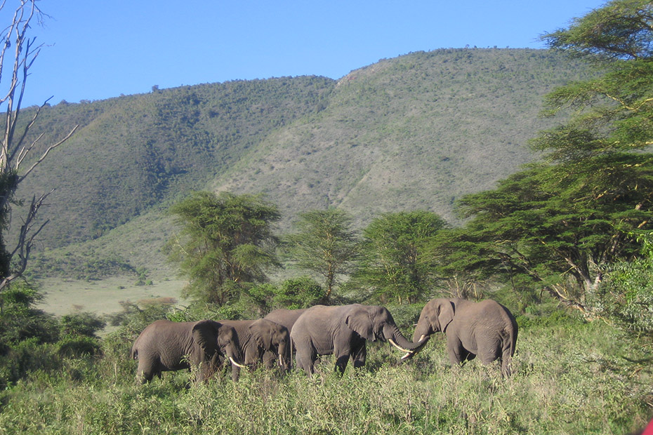 safari tour in tanzania