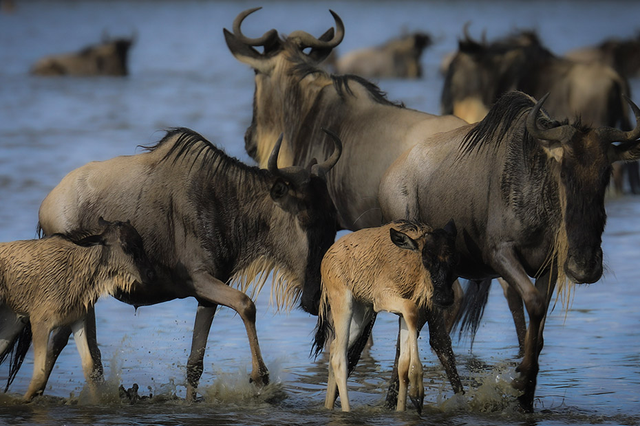 safari in tanzania