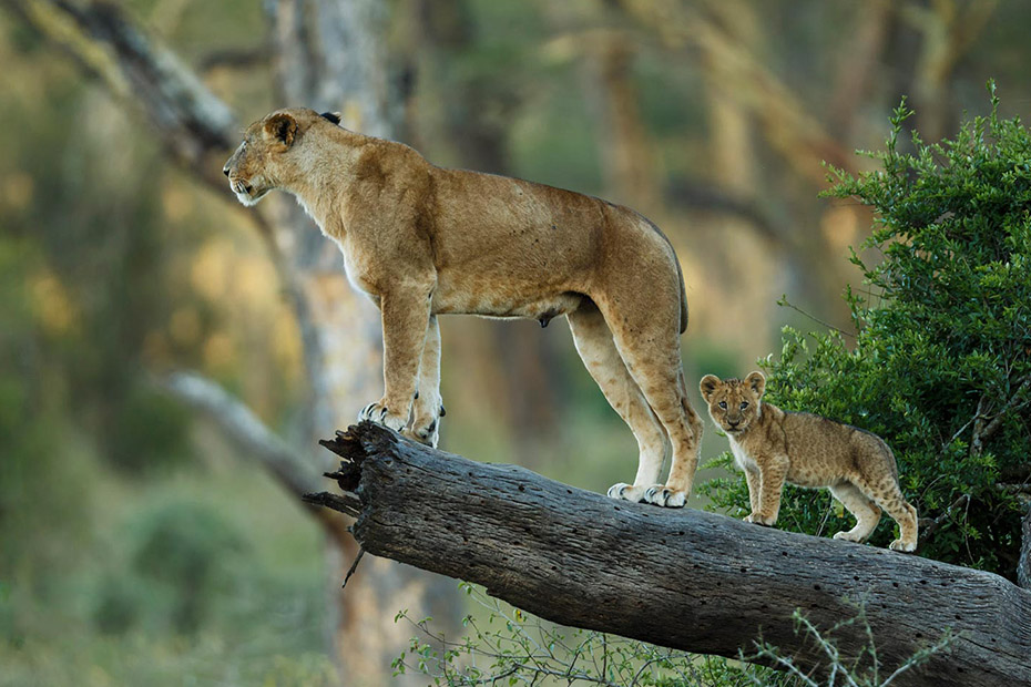 tanzania big five safari