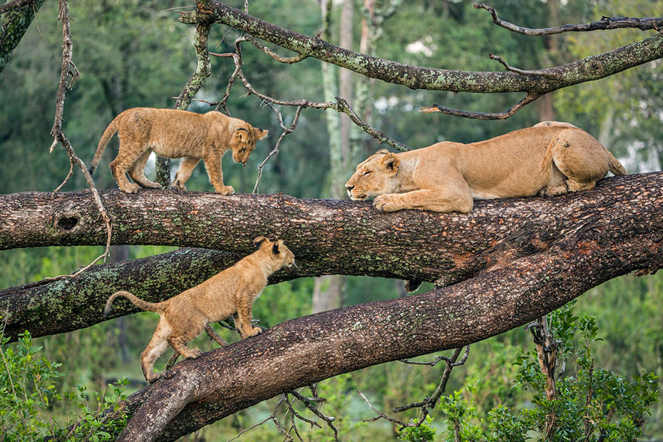 tanzania safari tours