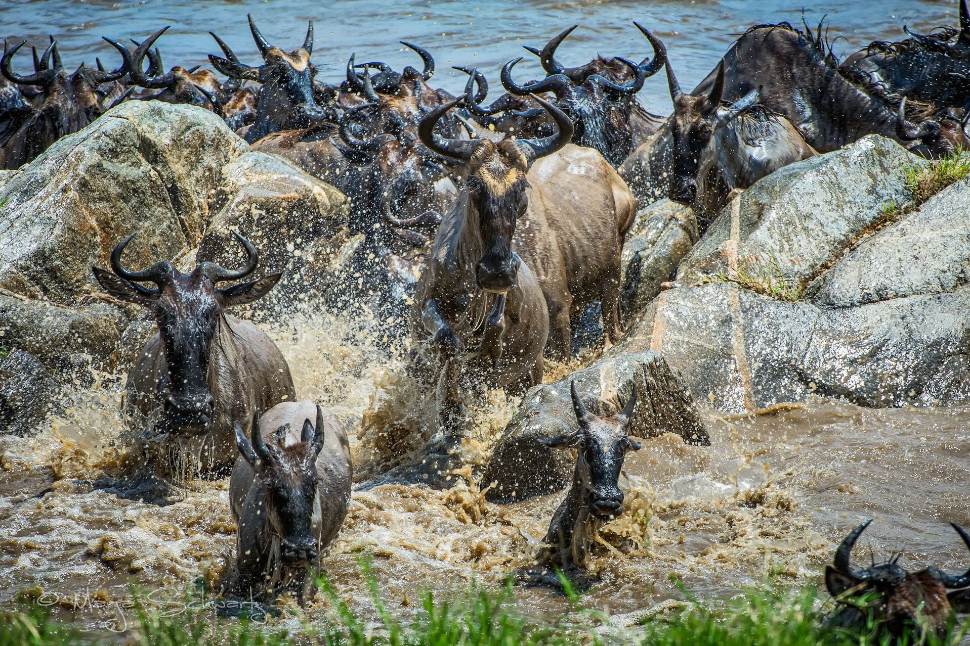 Wildebeest Crossing in Serengeti