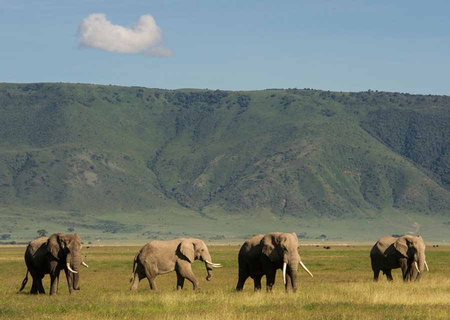 Best-Time-to-Visit-Ngorongoro
