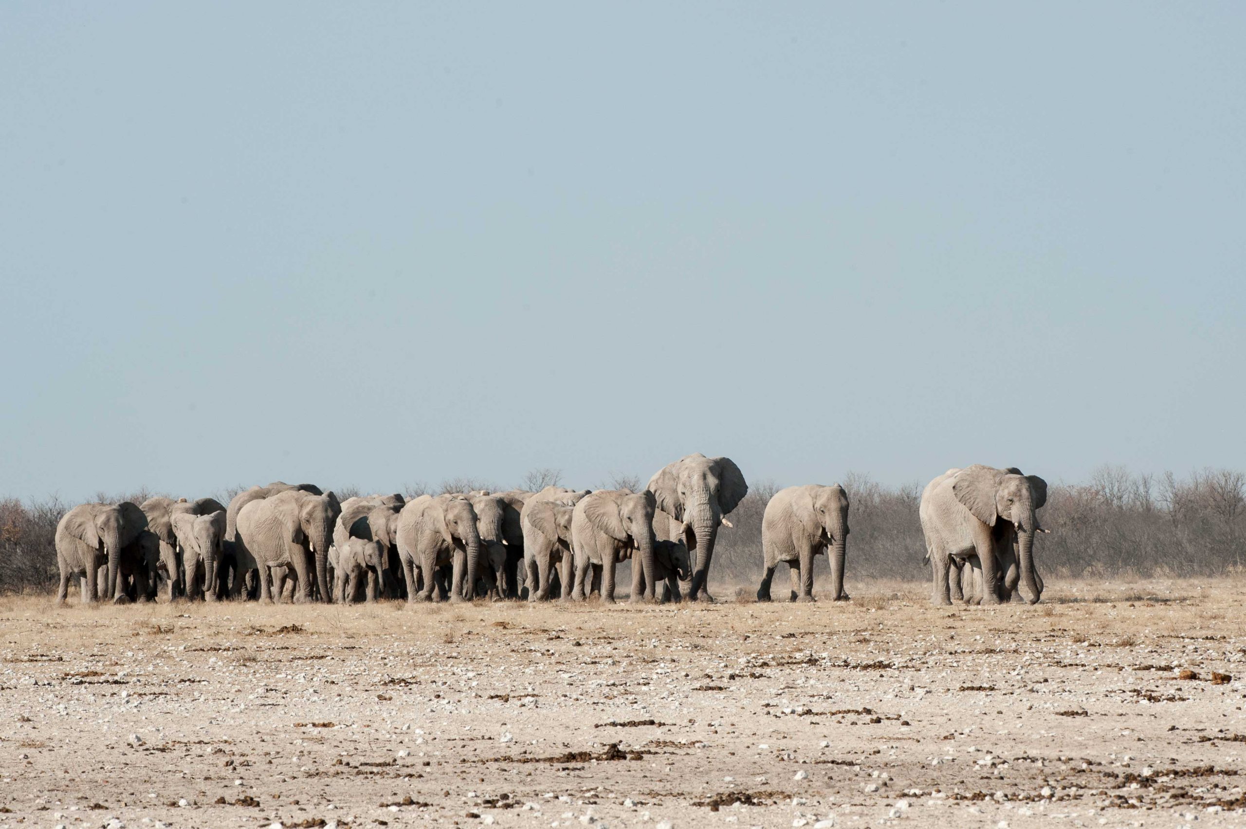 Etosha-Elephants