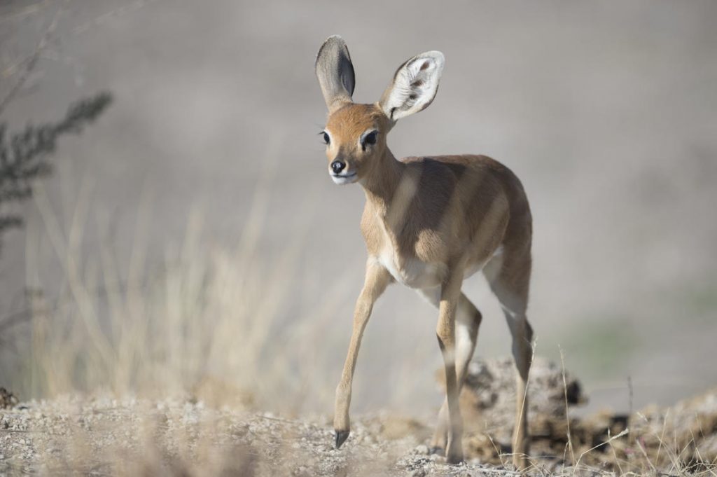Etosha National Park Photo Safari