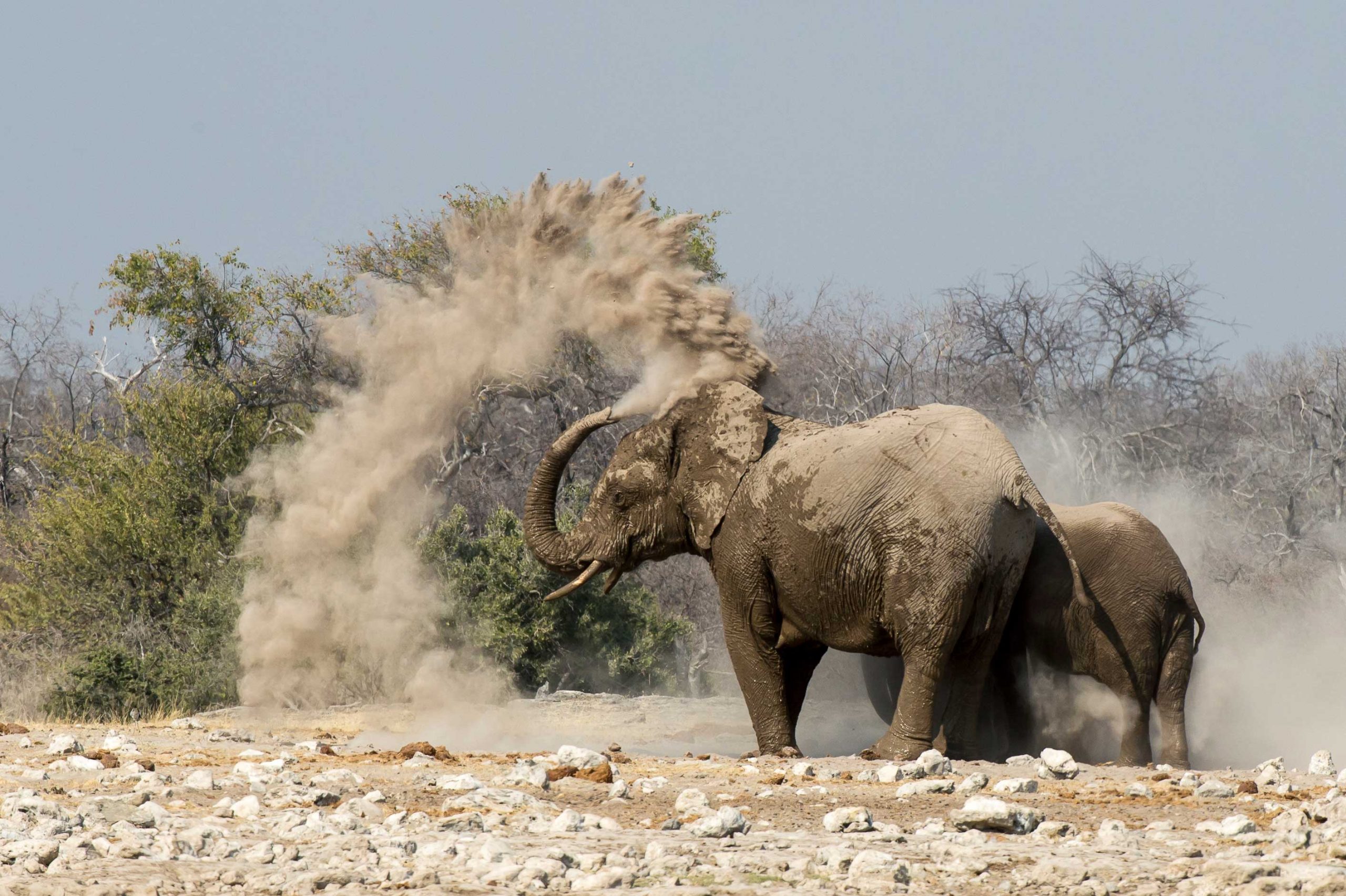 Etosha