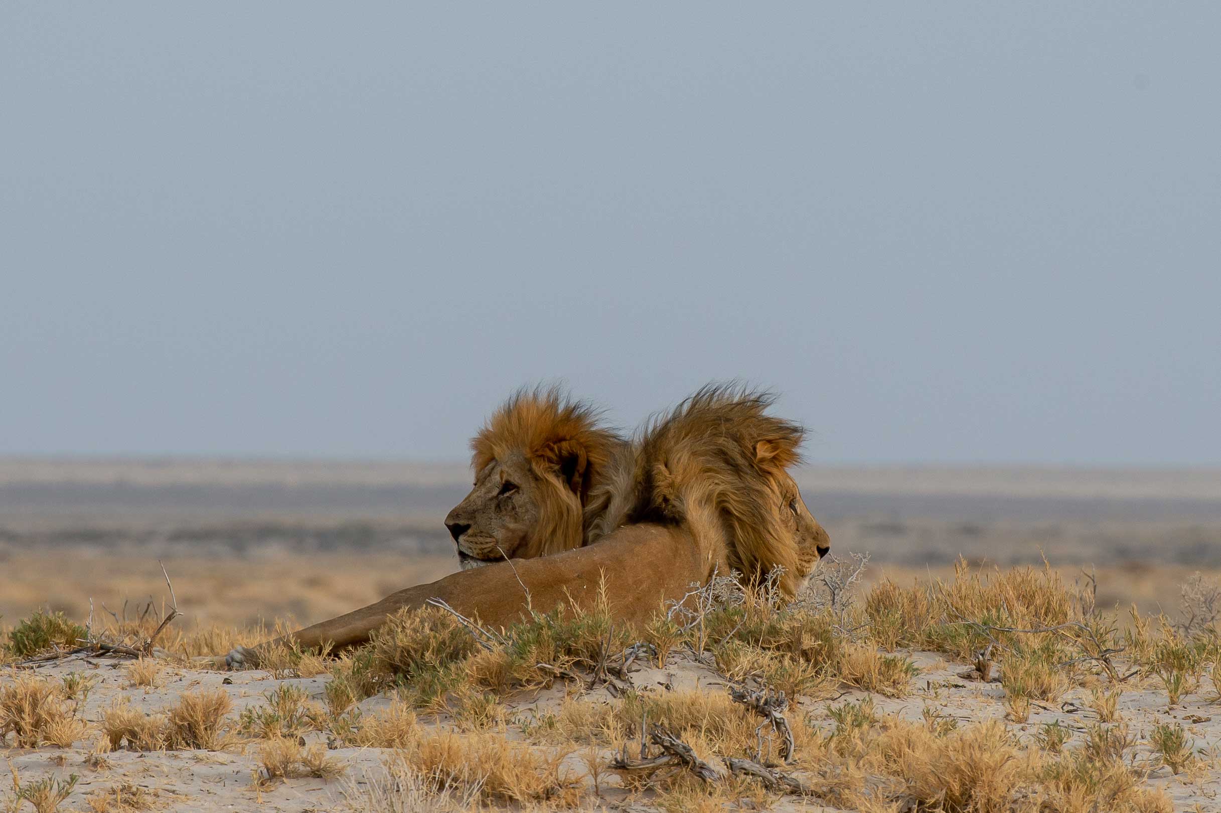 Lions-in-Etosha