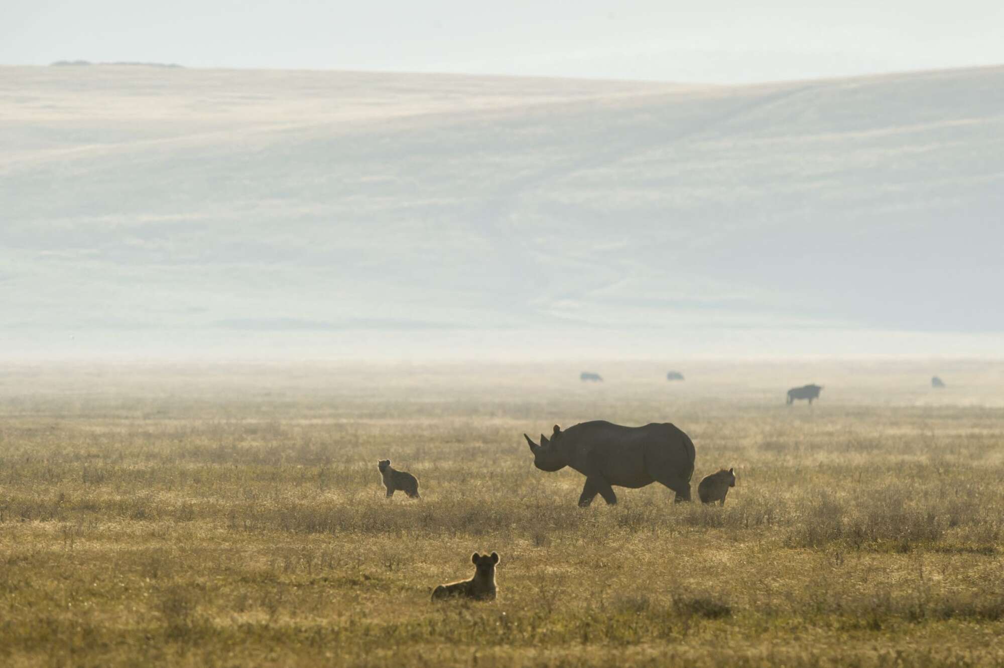 Ngorongoro Crater Safari