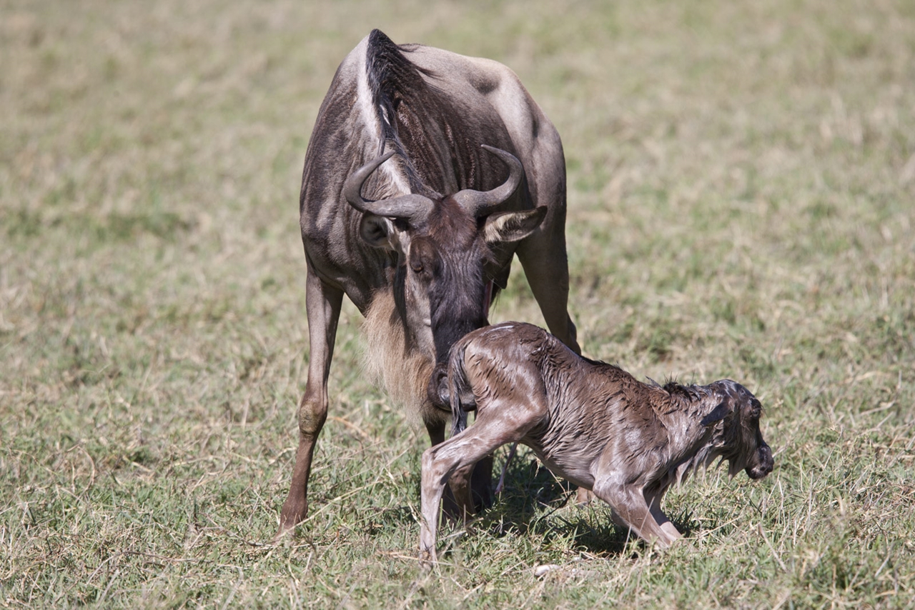 calving-season-safari-tanzania