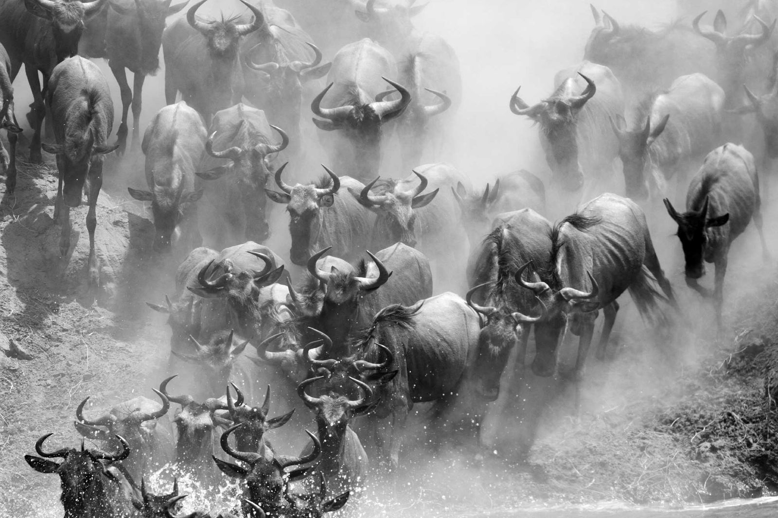masai mara