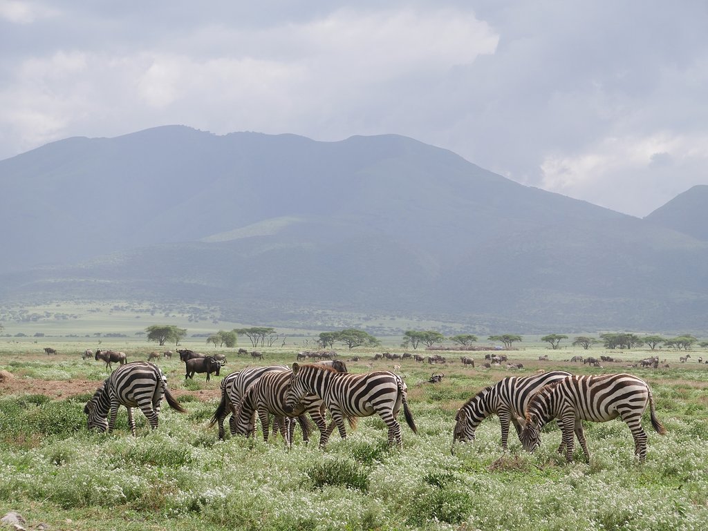 Ngorongoro Crater Safari
