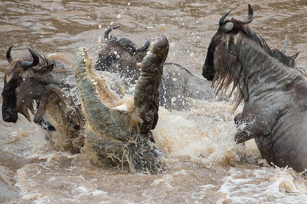 Serengeti Safaris