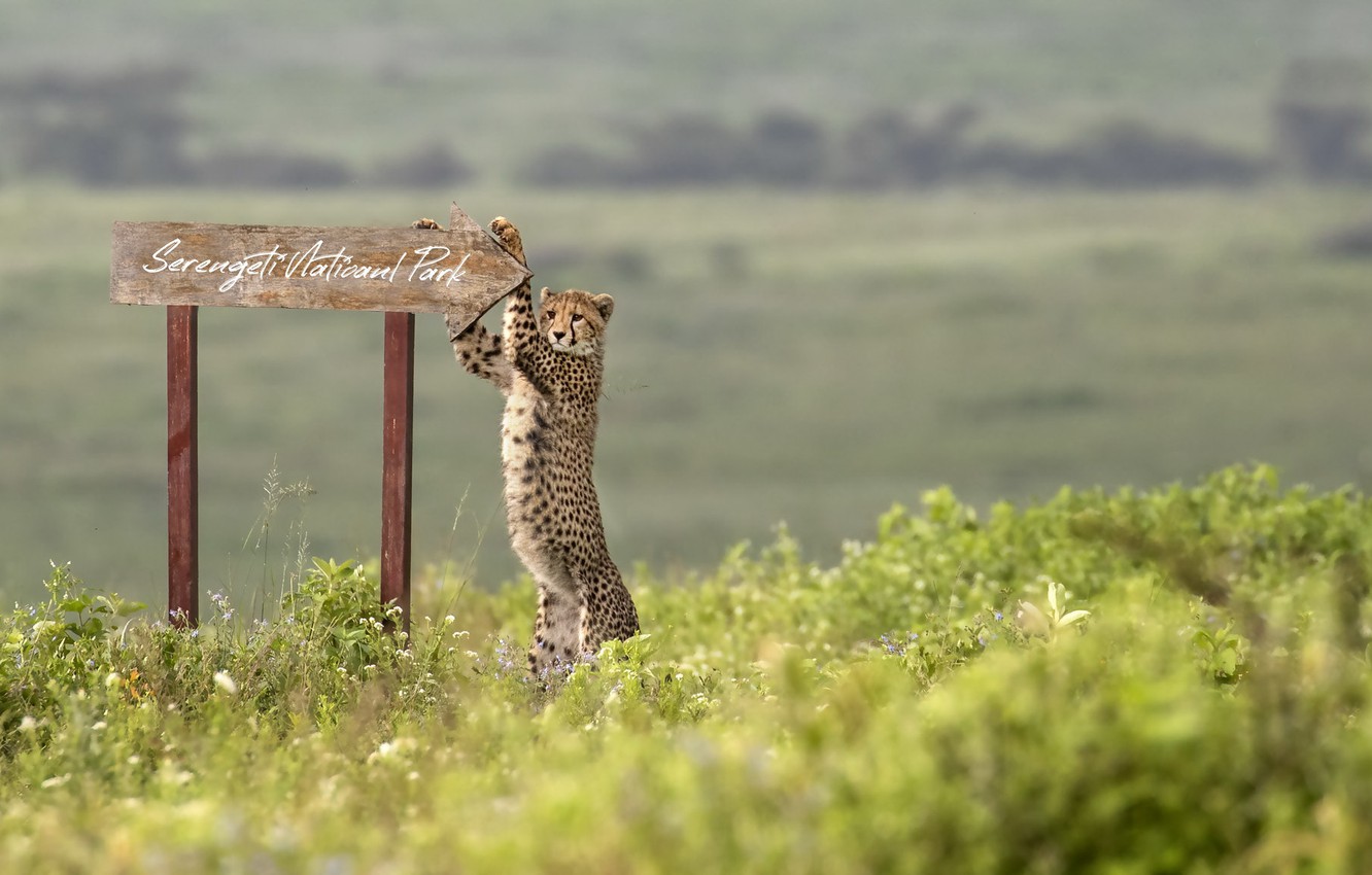 serengeti-ngorongoro-safari-01