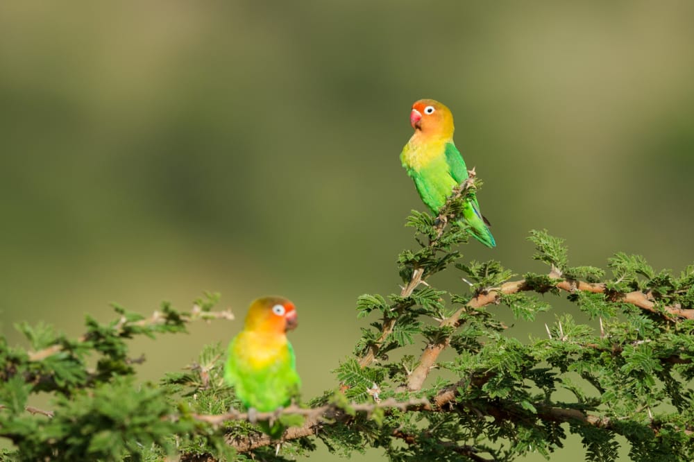 serengeti-ngorongoro-safari-02