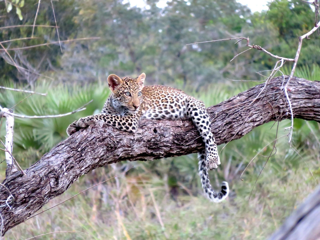 serengeti-ngorongoro-safari-03
