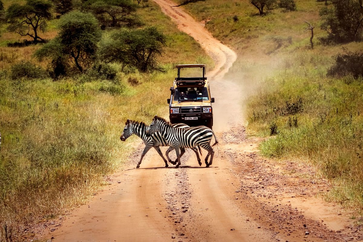 serengeti-wildlife-zebra-game-drive-20005