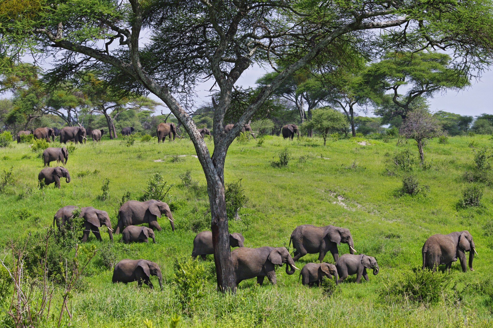 Tarangire Safari