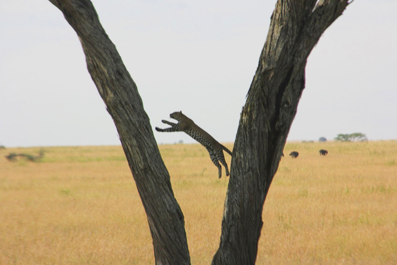 fly in safari tanzania