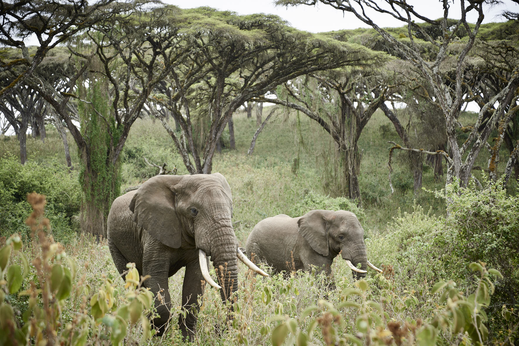 Sanctuary Retreats - Ngorongoro Crater Camp