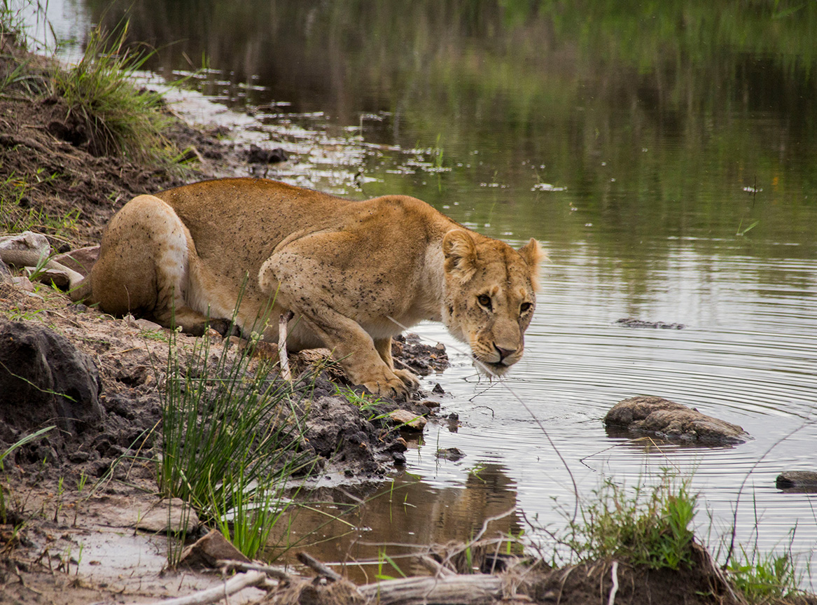 great-migration-photo-safari-05