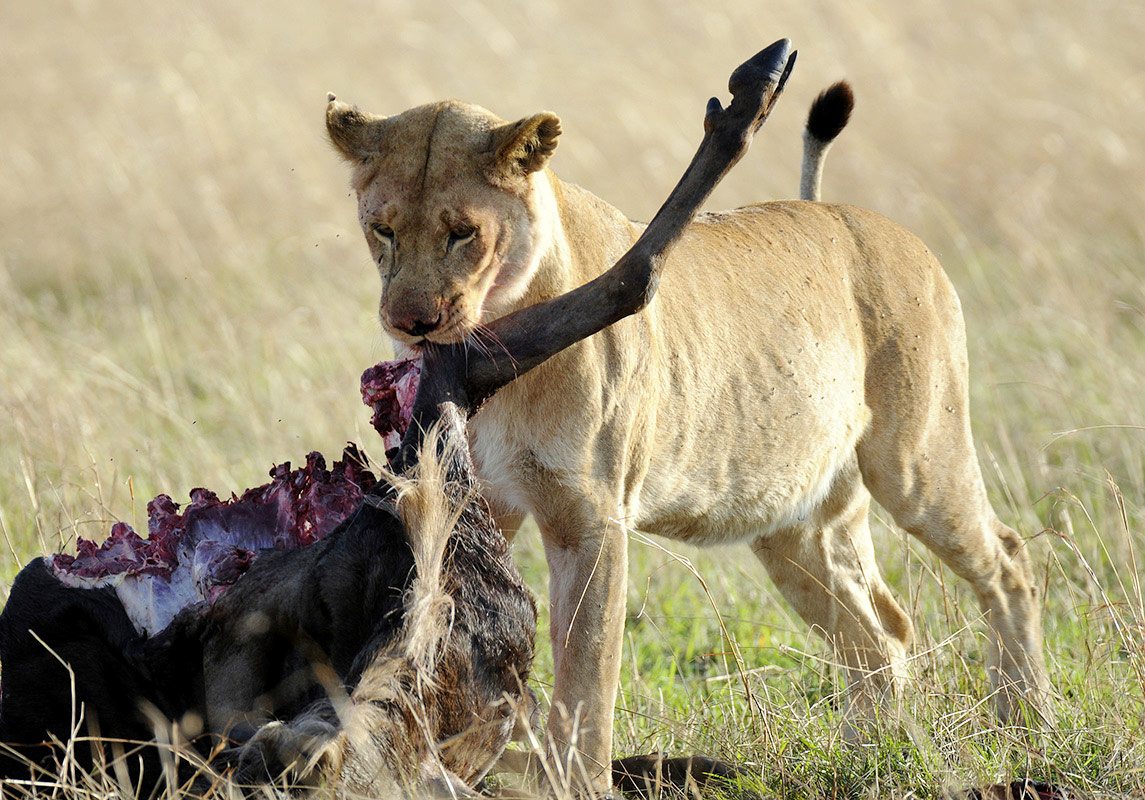 Lion Killings in western Serengeti