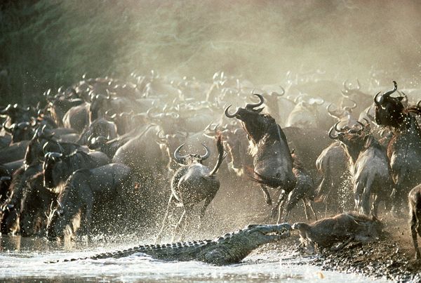 wildebeest in western Serengeti