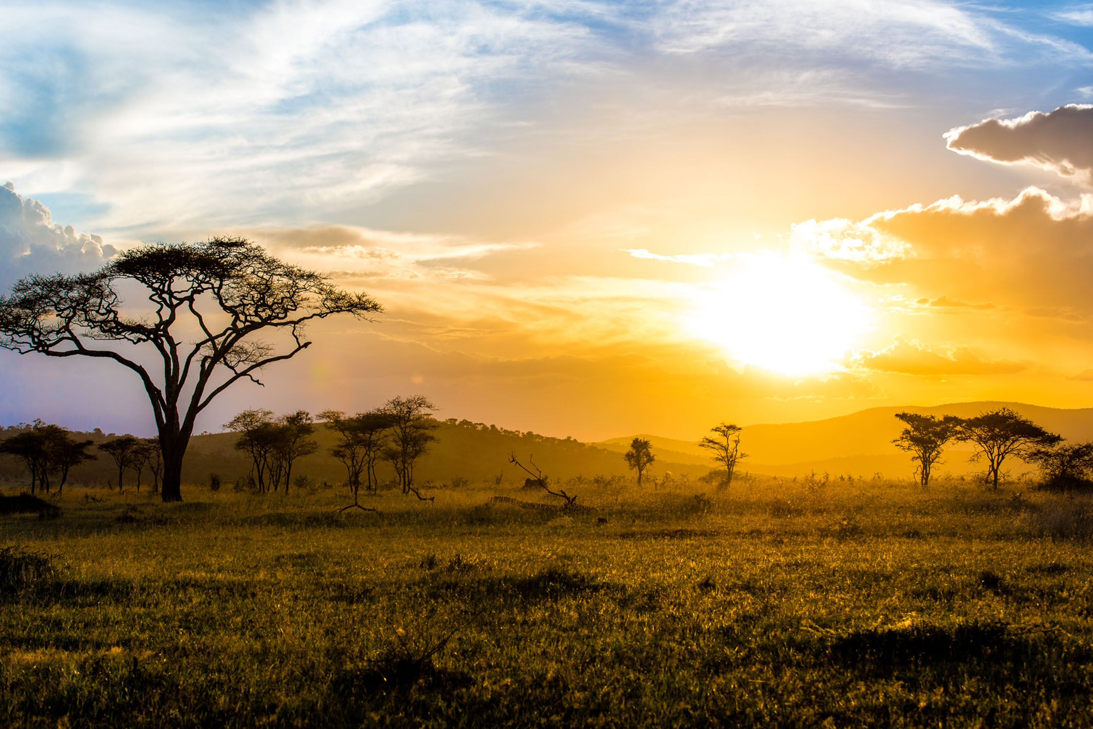 serengeti discovery copy