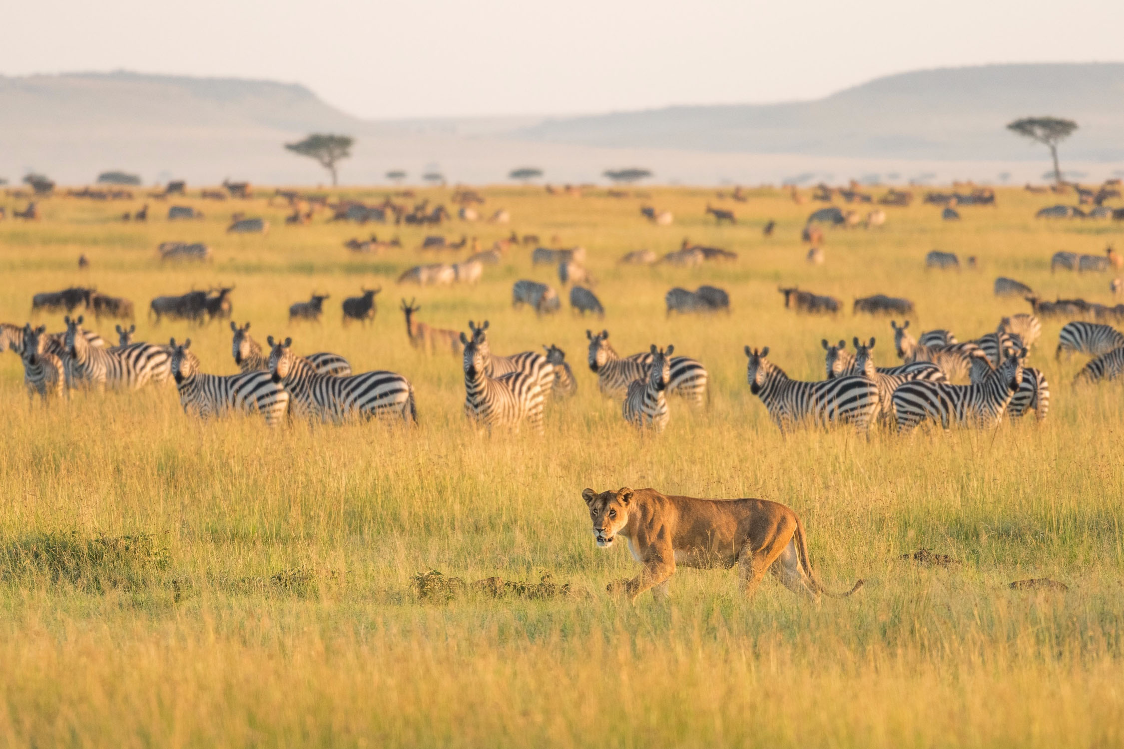 serengeti discovery