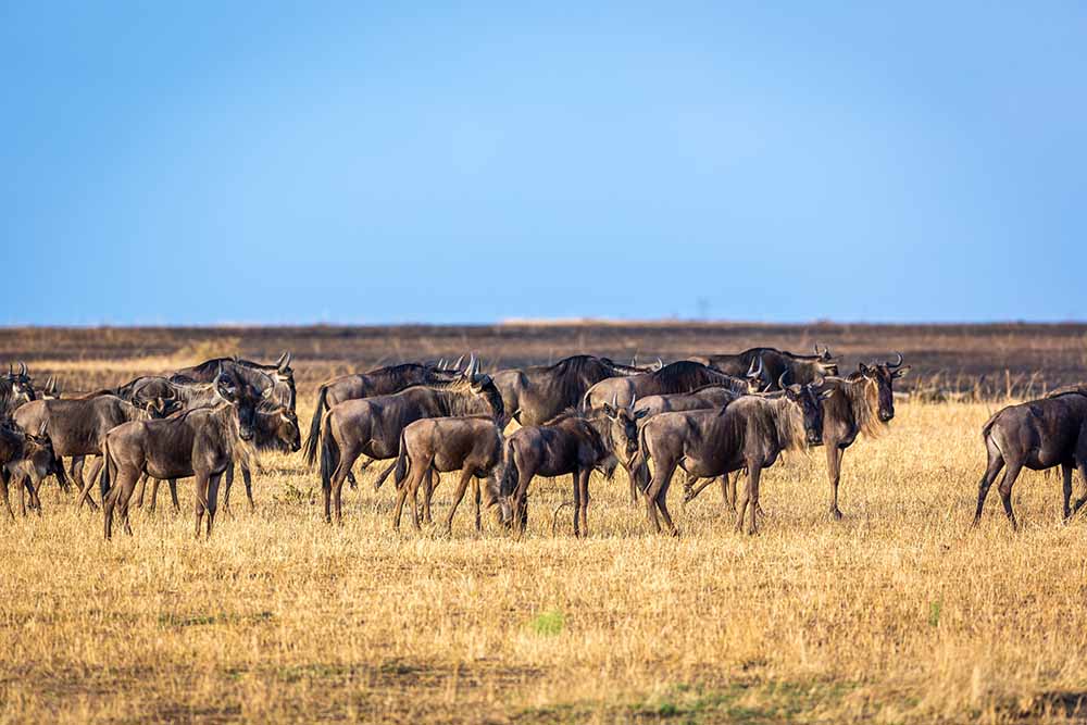 western corridor Safari