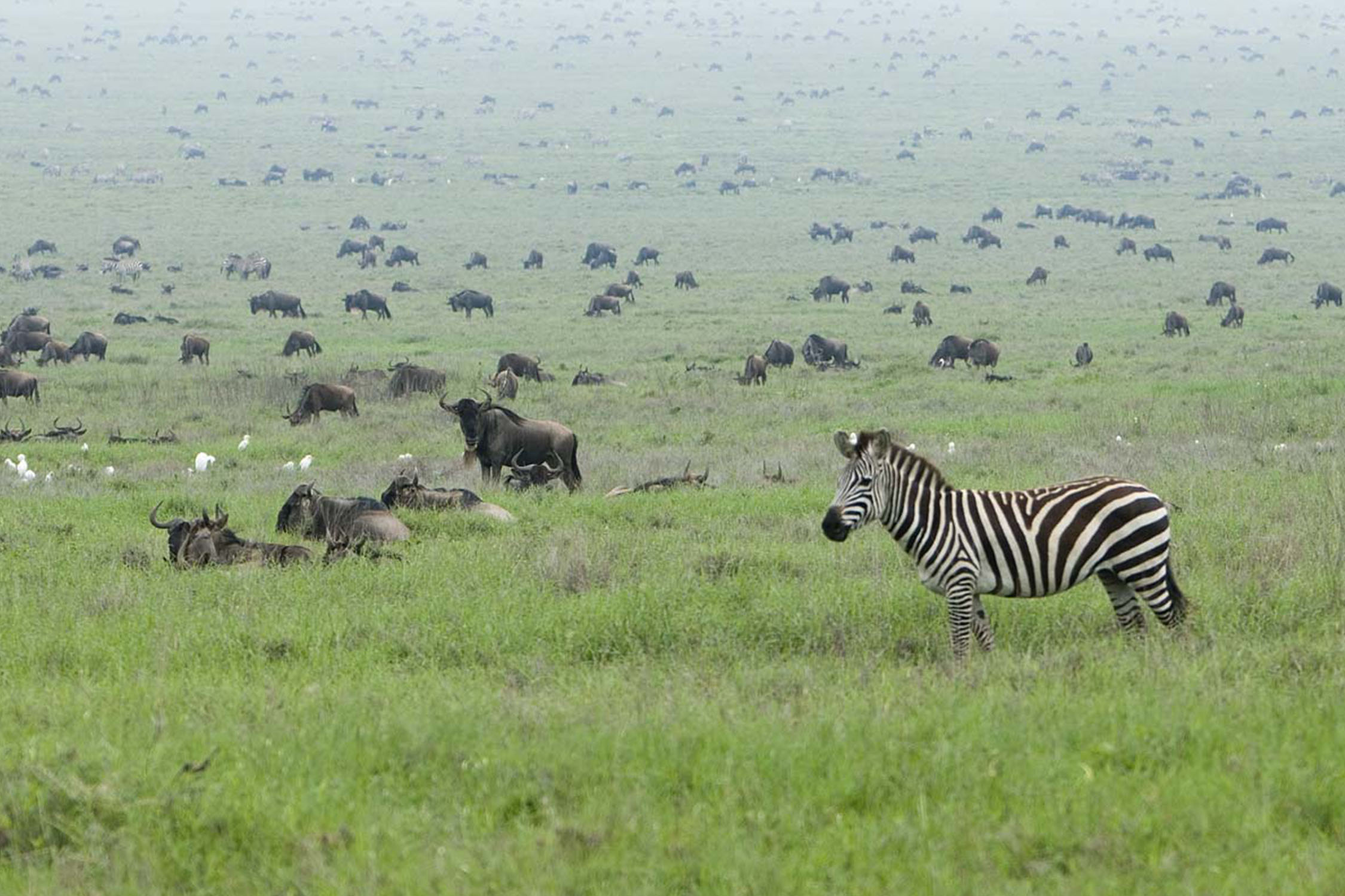 zebra-serengeti