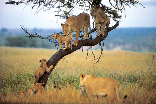 lions_on_tree