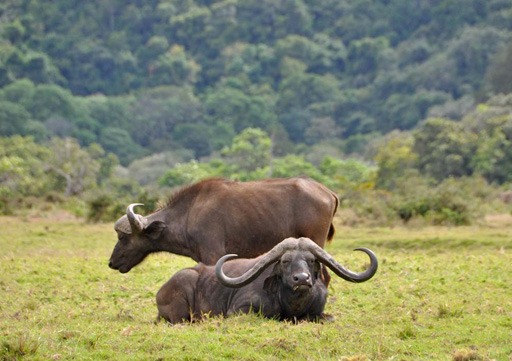 Arusha National Park day trip