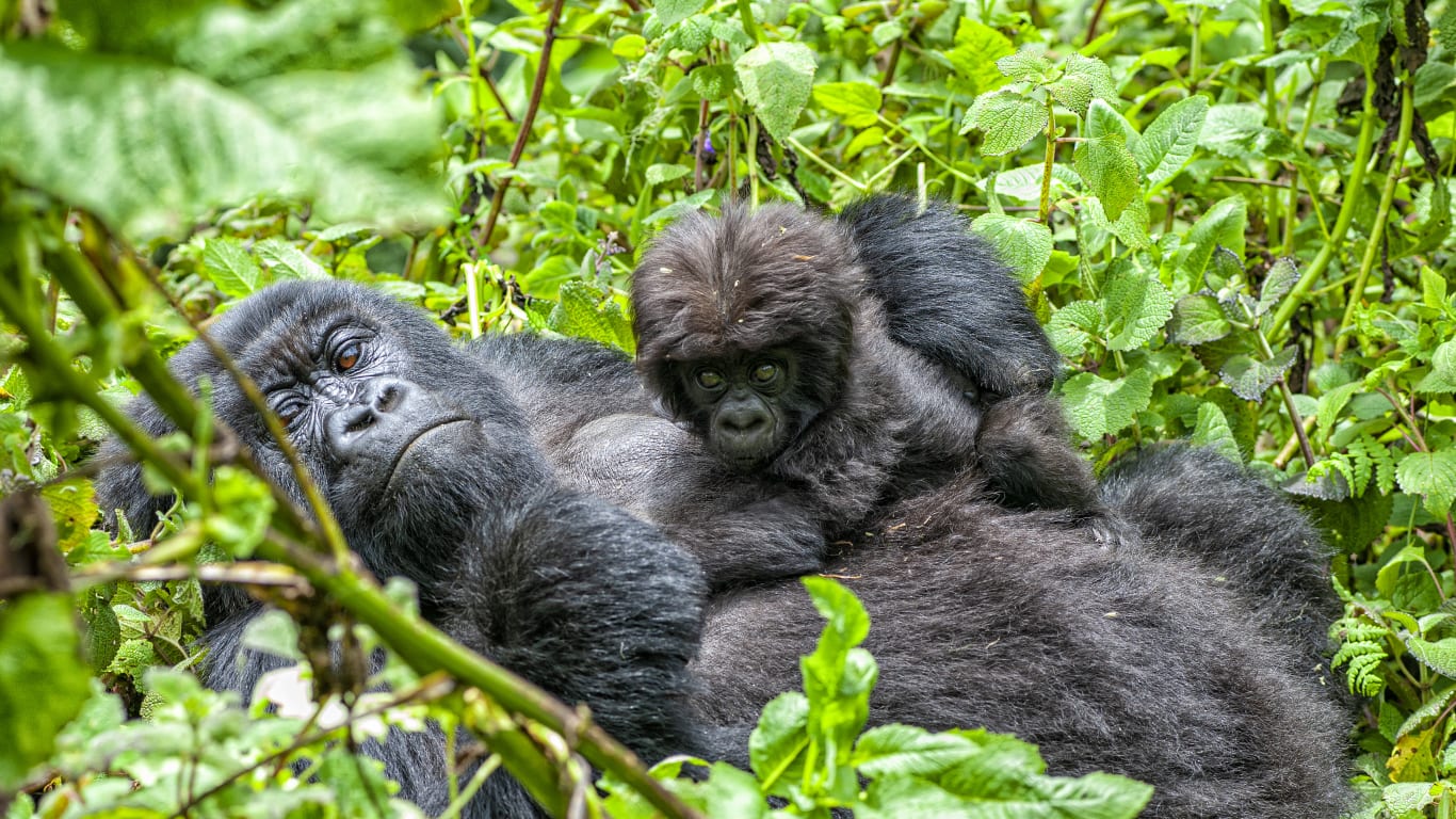 7-gorillas-rwanda-tours